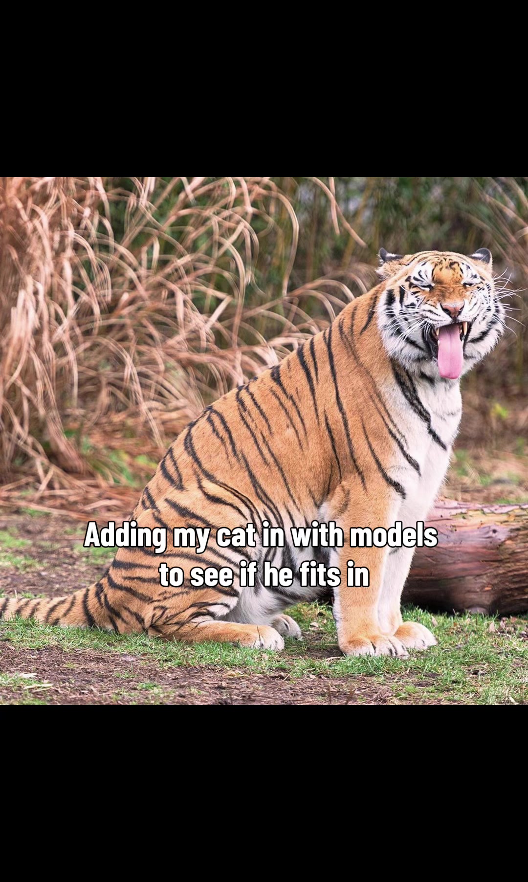 @Haley 🐯