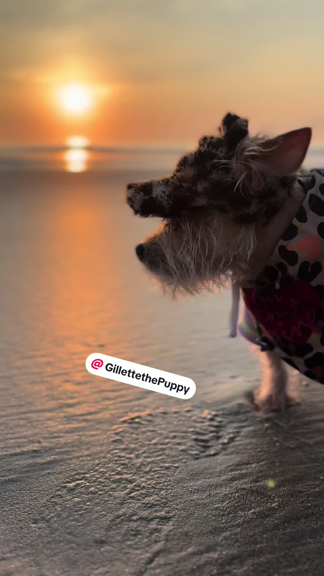 @Gillette the Puppy