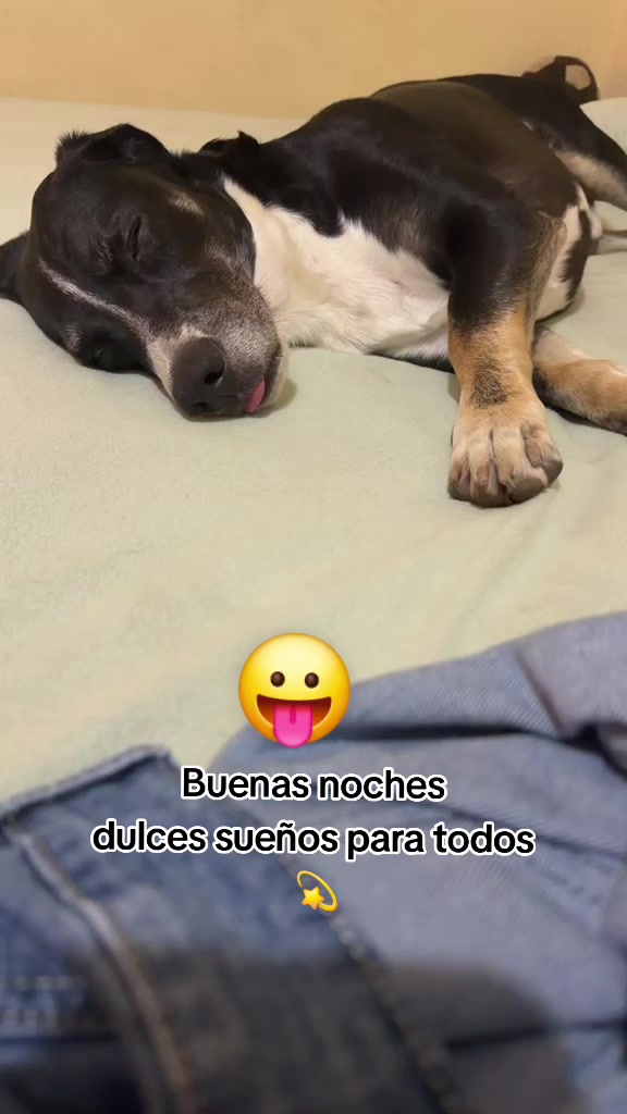 @Thor y Linda 🐾🐕❤️
