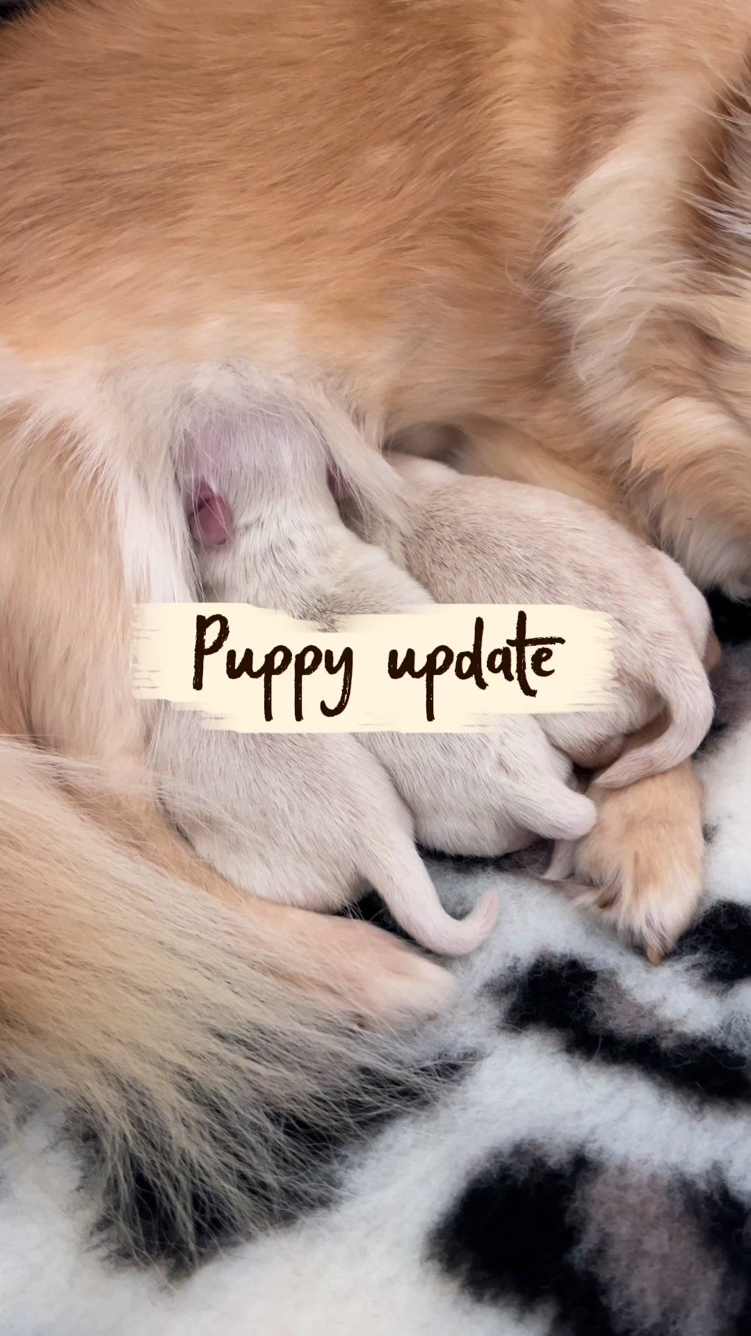 @Danielle |(chihuahua)mama 🐕🩵