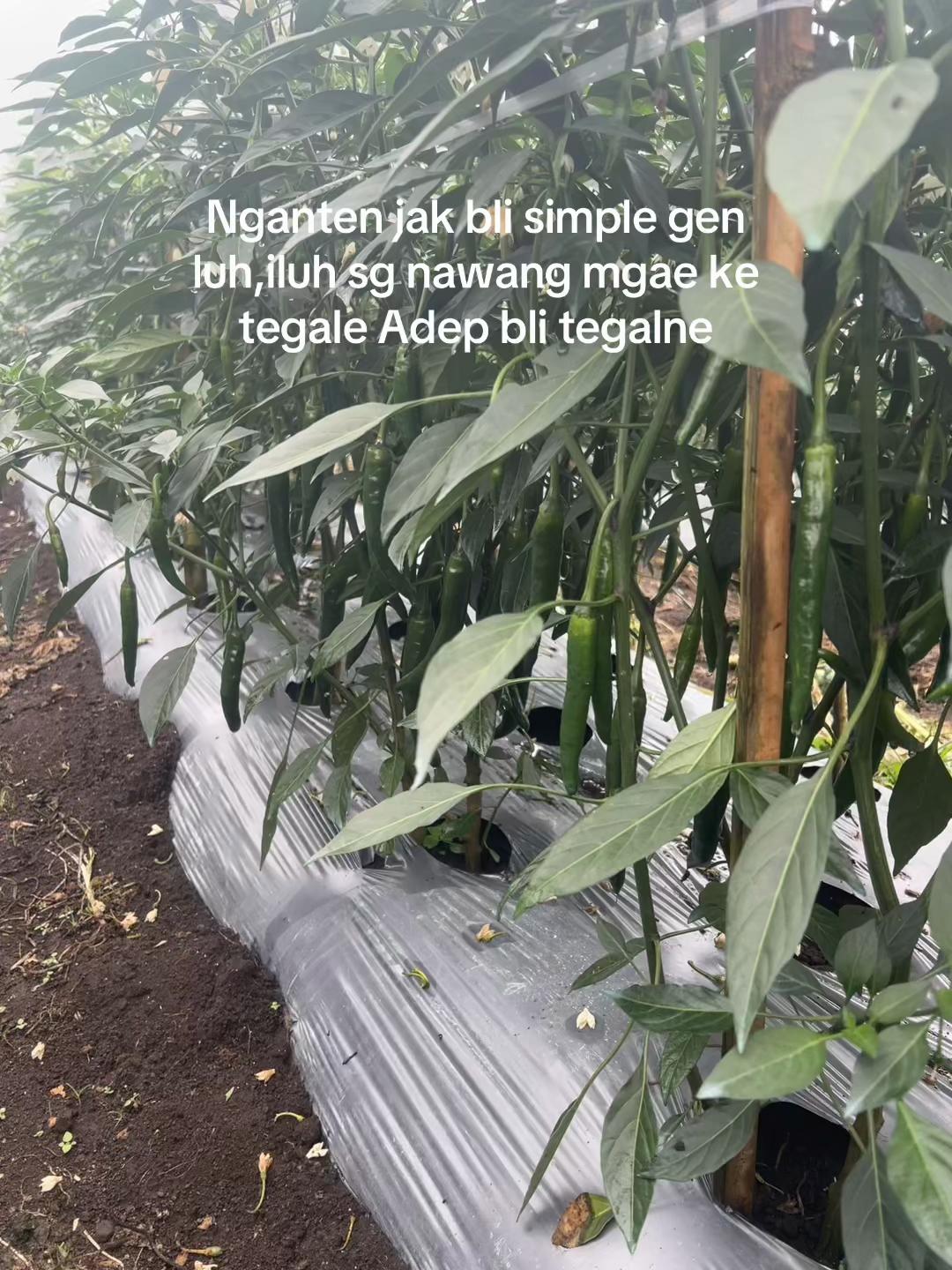 @Anakpetani🍊