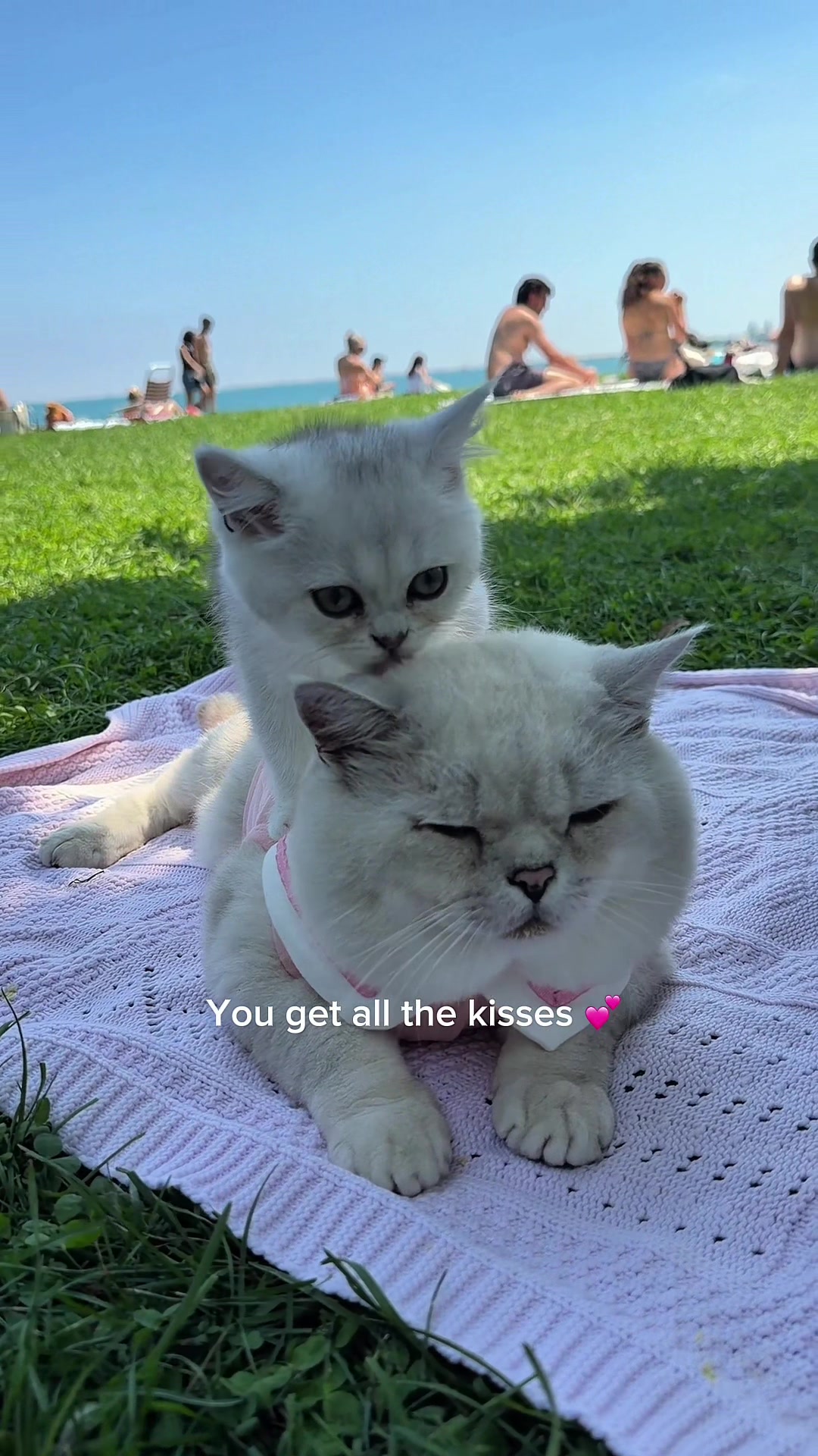 @LorettaBritish Cat
