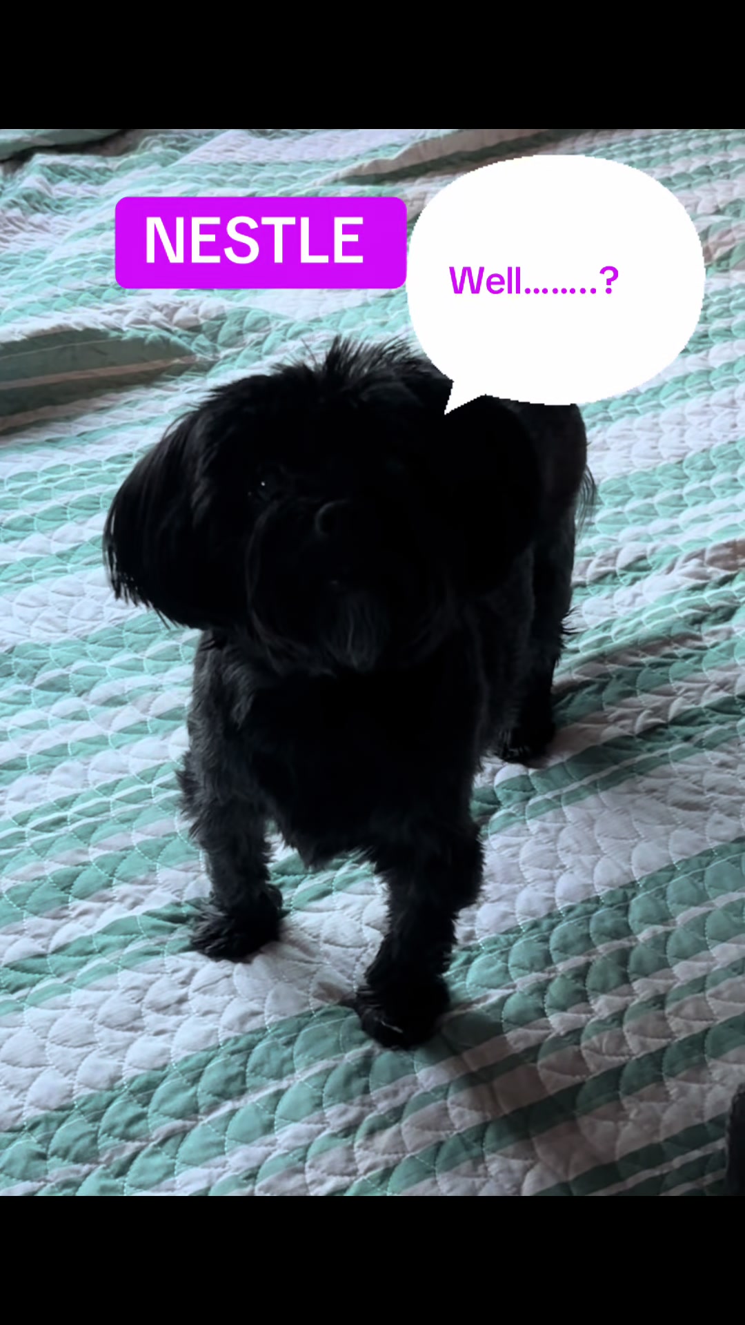 @K9StayCation