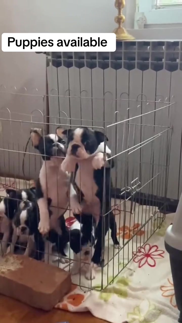 @Boston terrier puppies