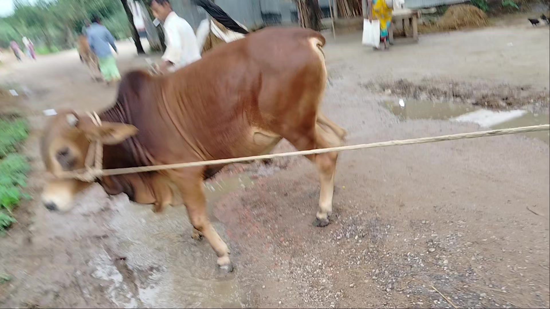 @Animals Lover Rifat