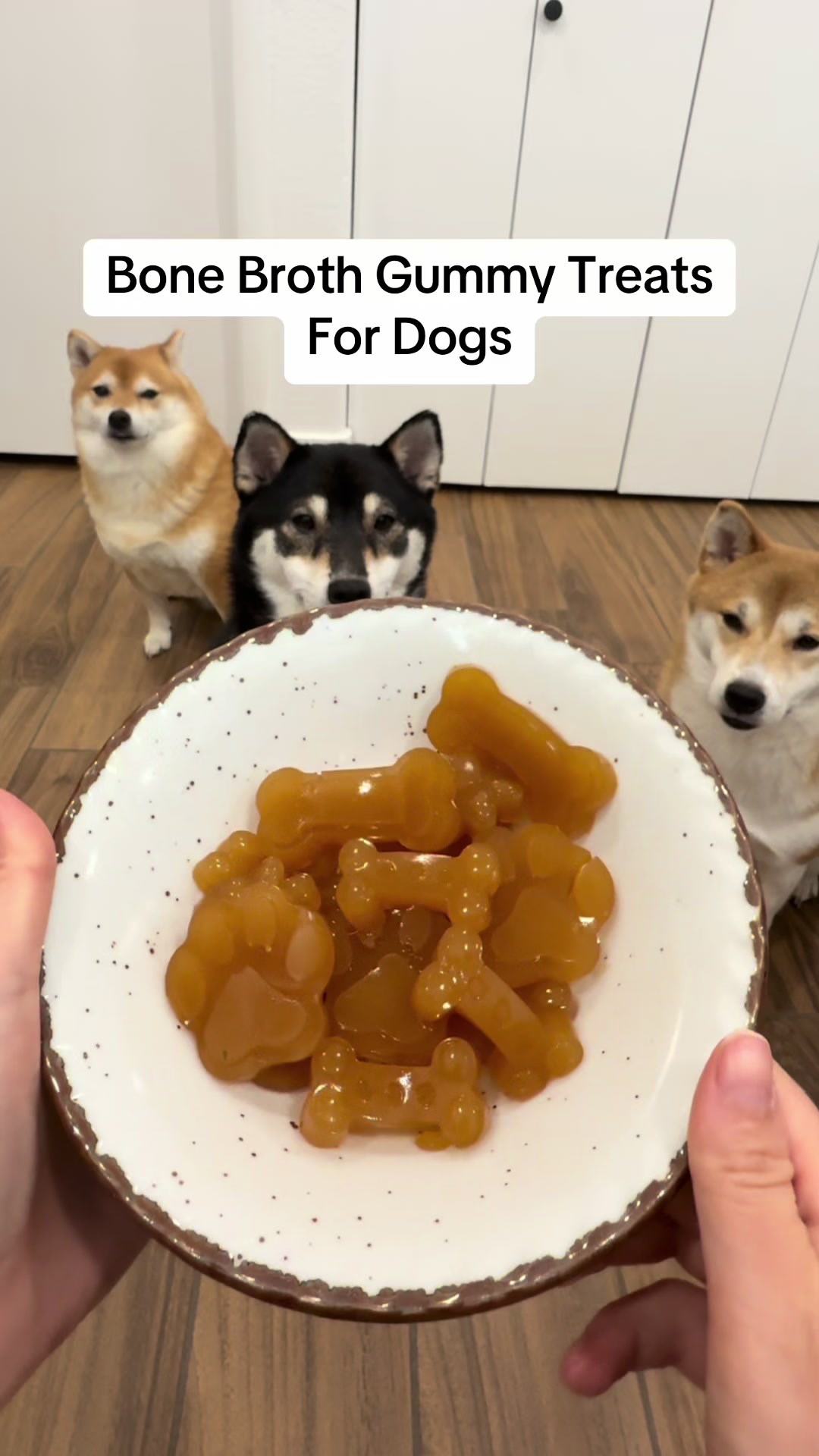 @Flock of Shibas 🐕🐕🐕