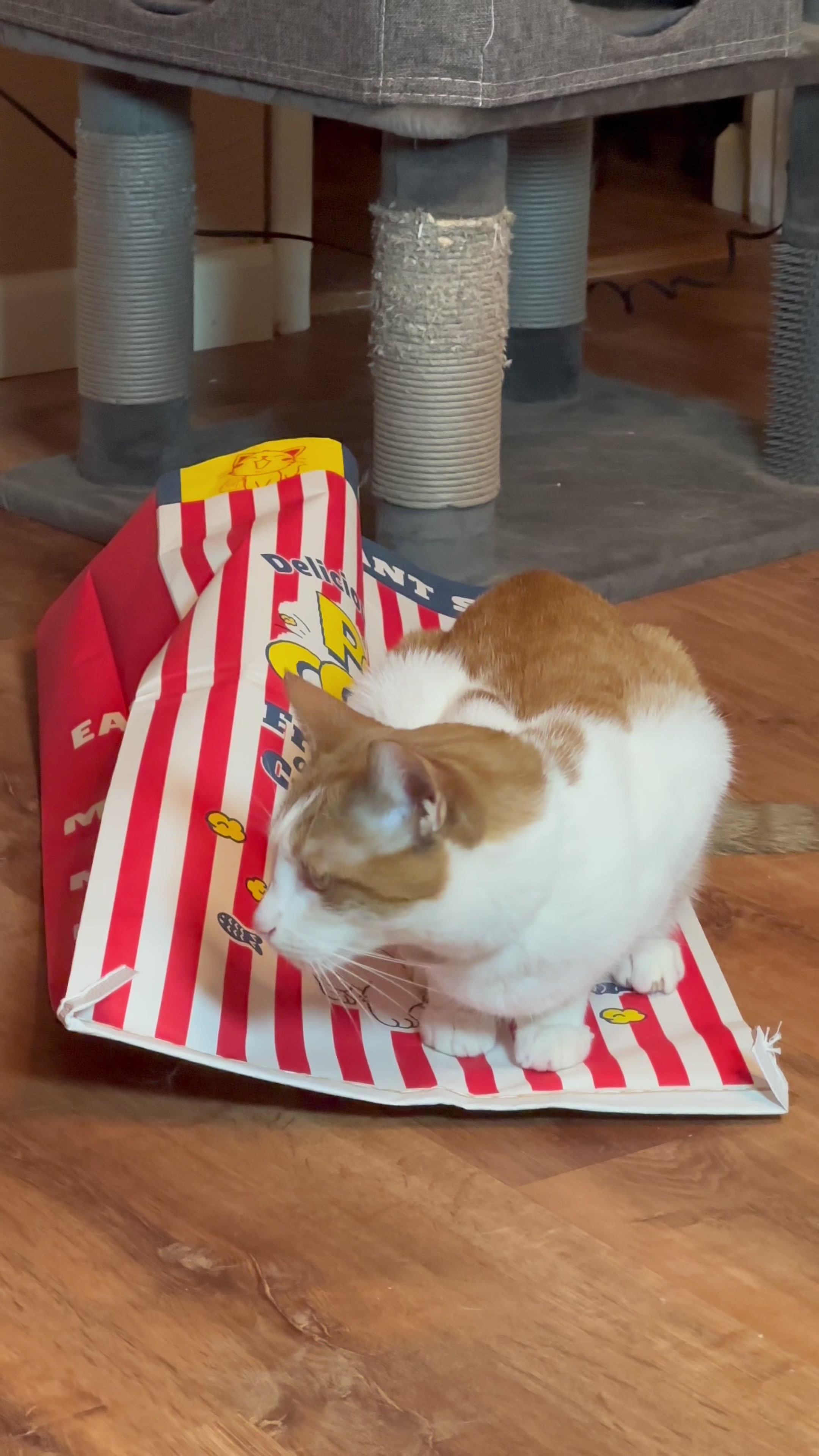 @Therapy Cat Roger & Family