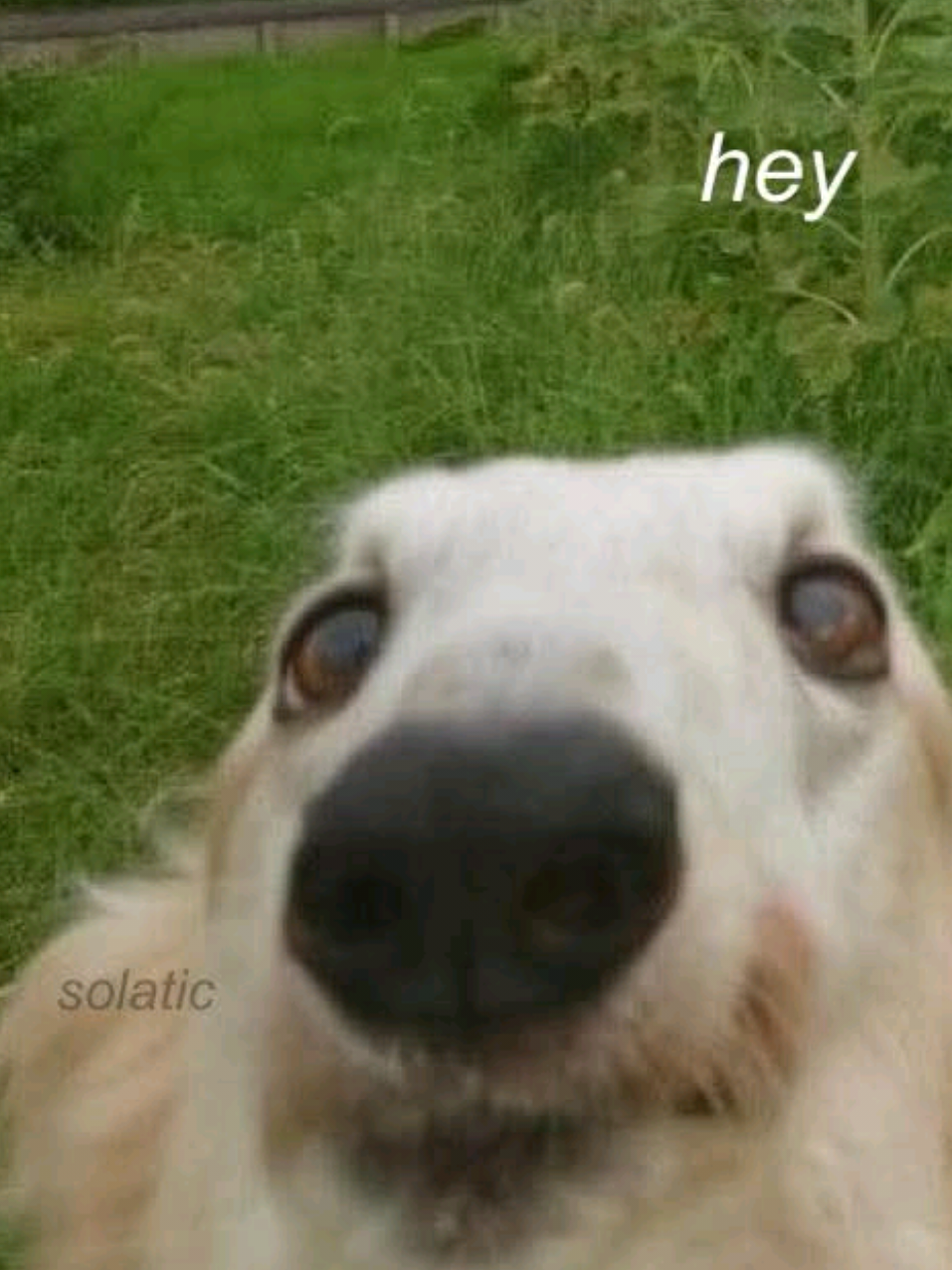 @bunniitheclownpup