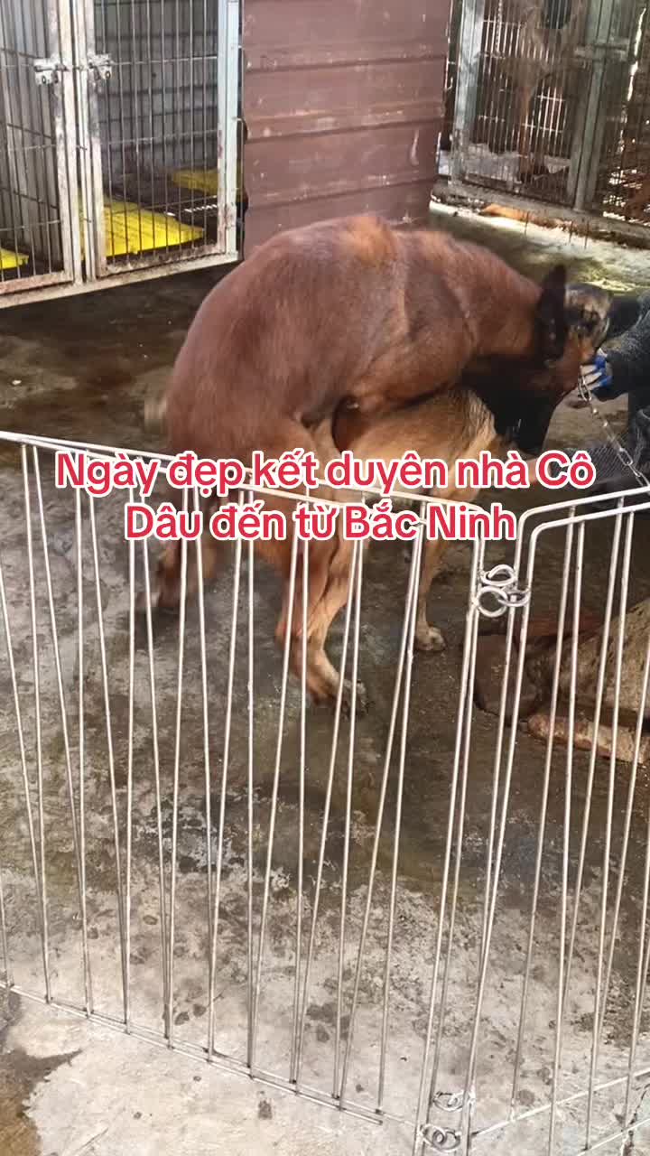 @Hồ Huy Malinoiis