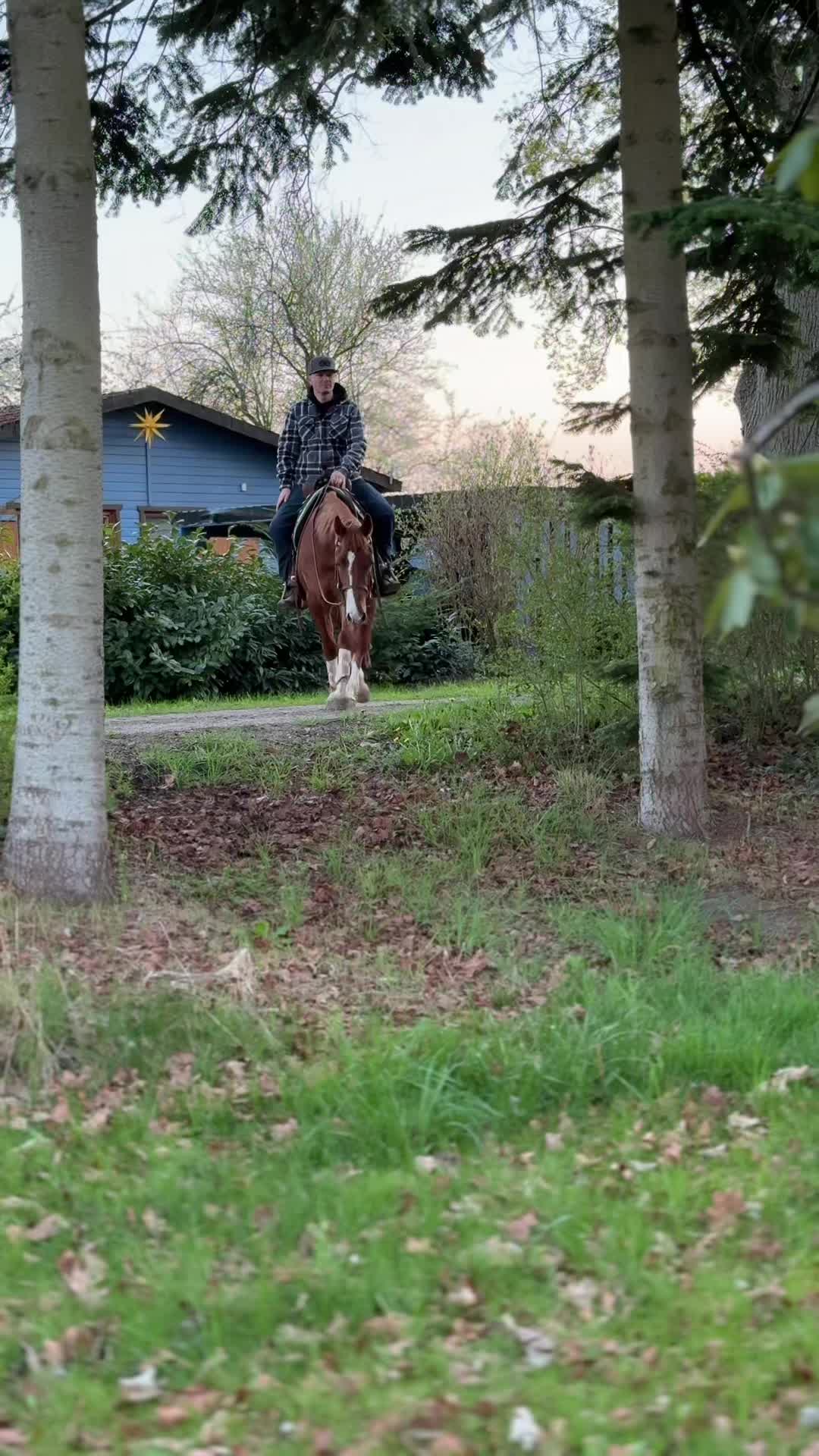 @Nebel Performance Horses