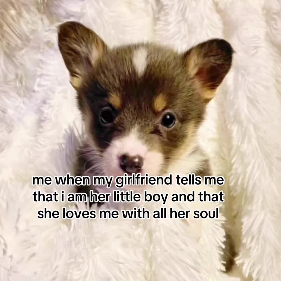 @The Bark Archive