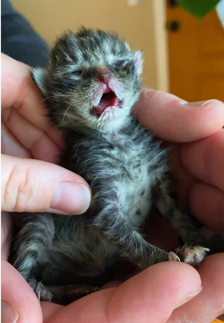 @Catmom92