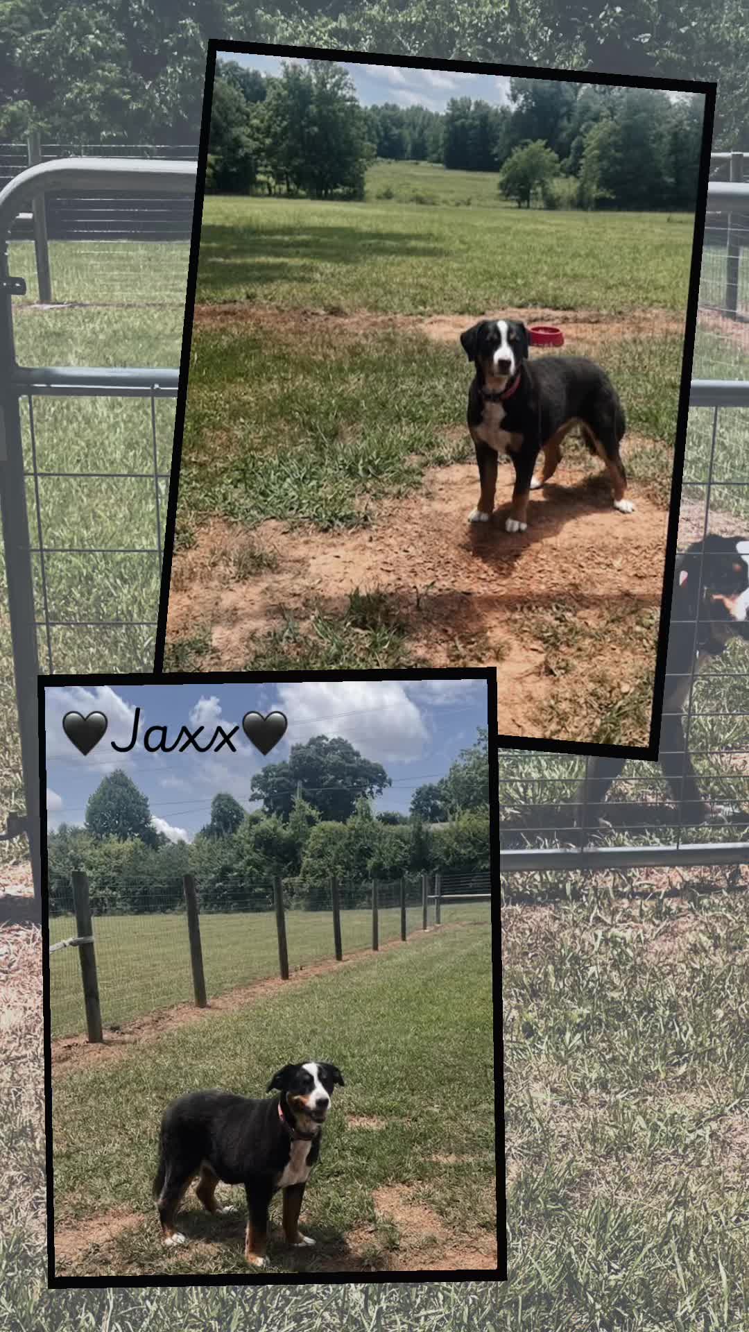 @Angie@k9kennels🐾