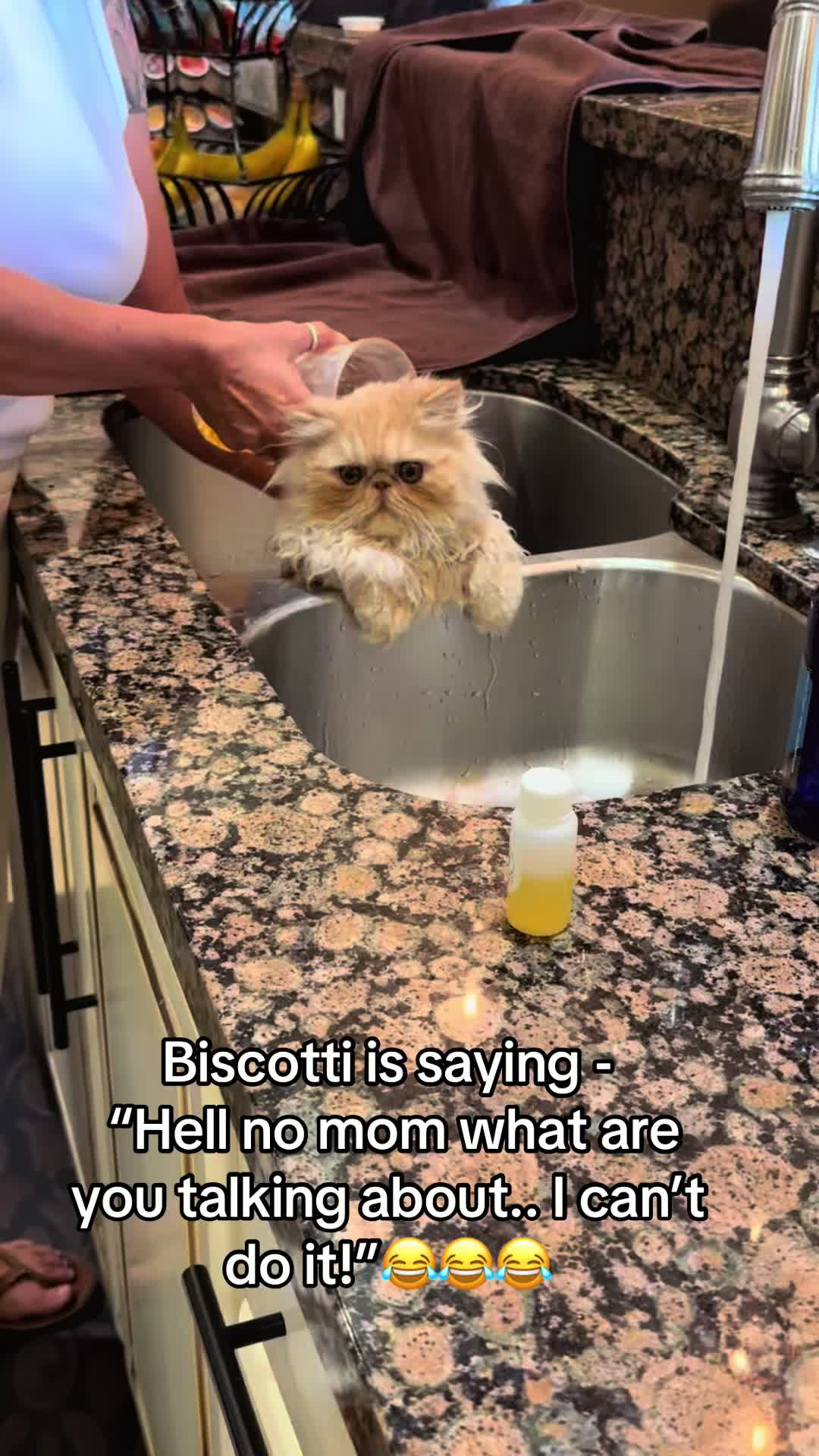 @Biscotti & Figaro
