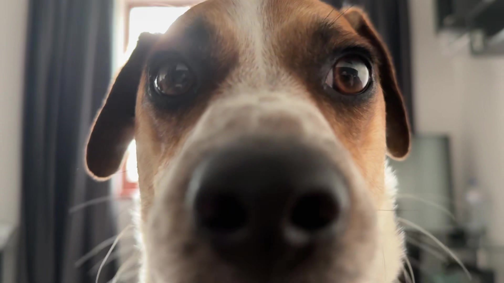 @люблю свою кожану🐶
