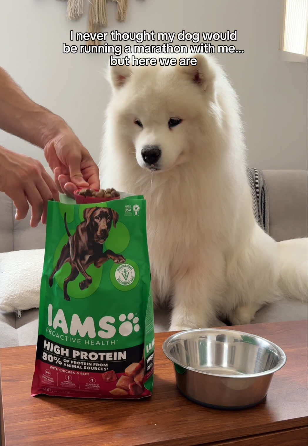 @Biff the Samoyed