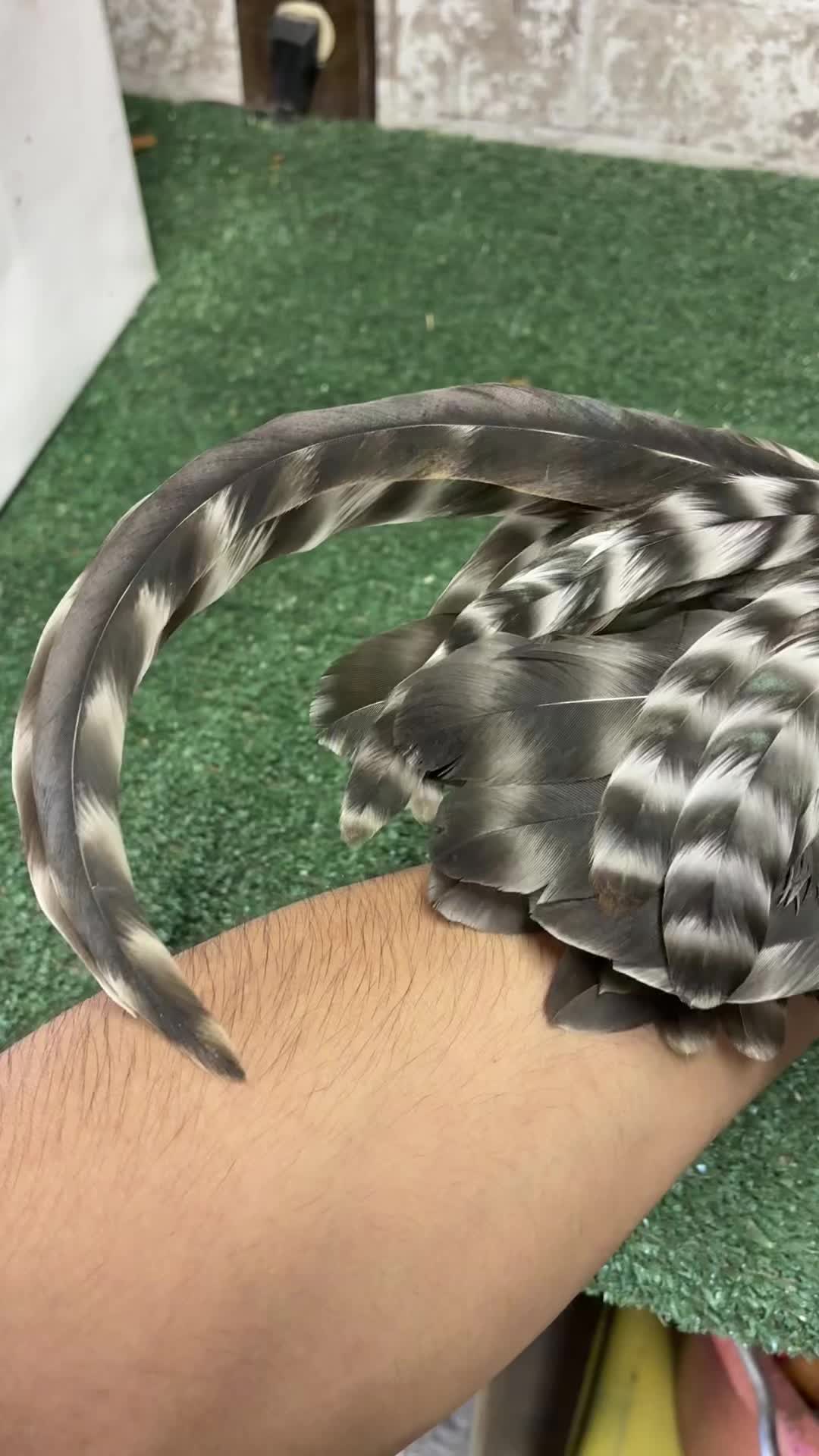 @FARMING.MM56