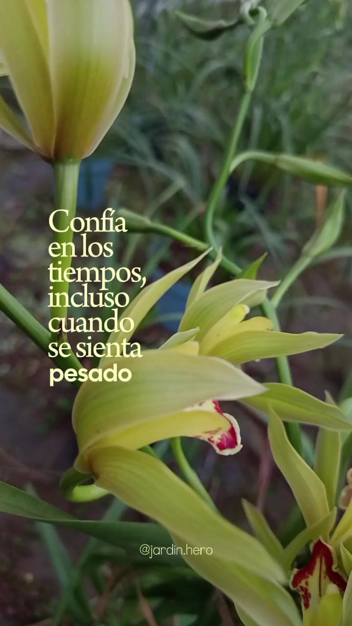 @Jardín Hero