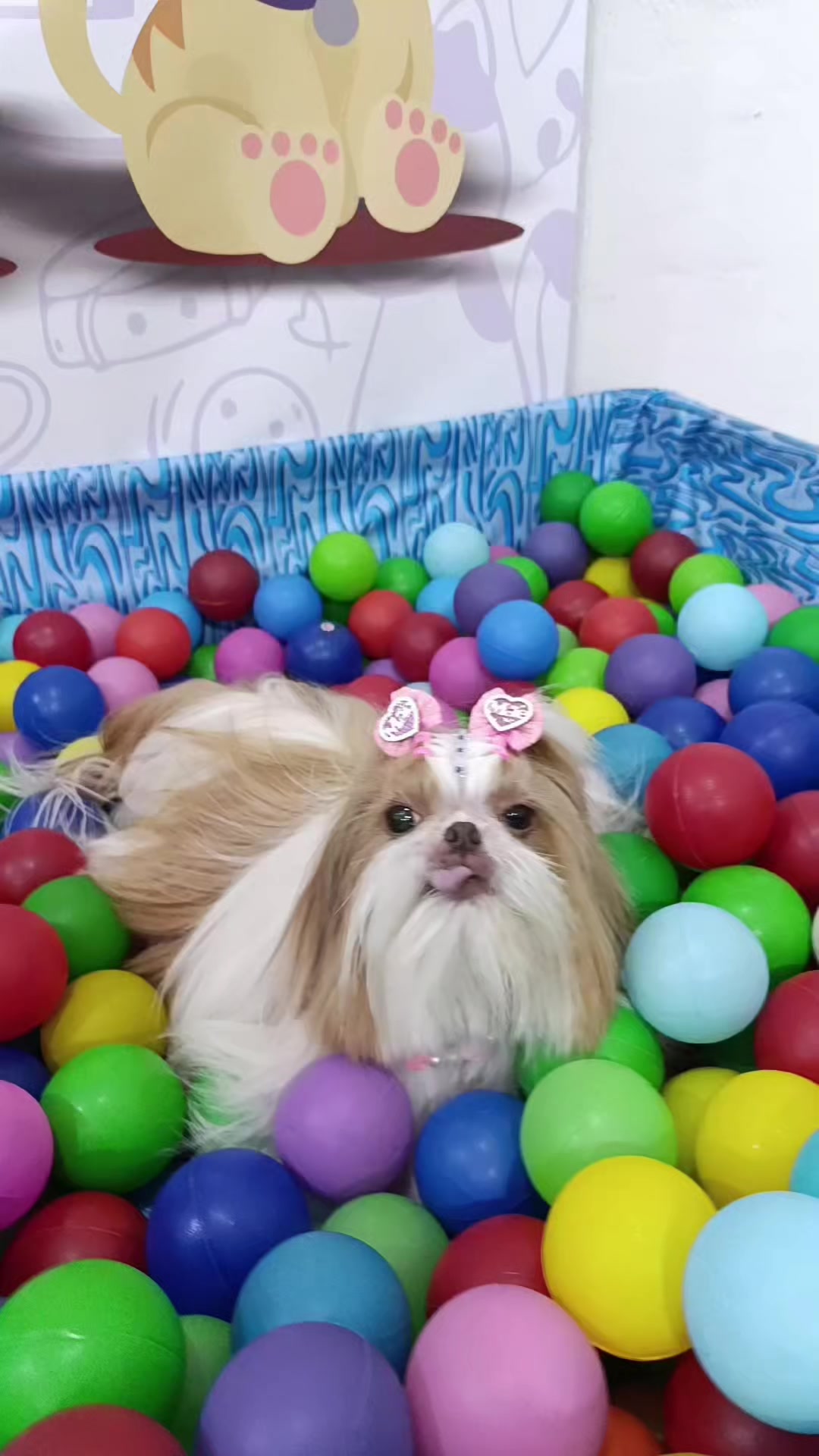 @Dog Ville Petcare