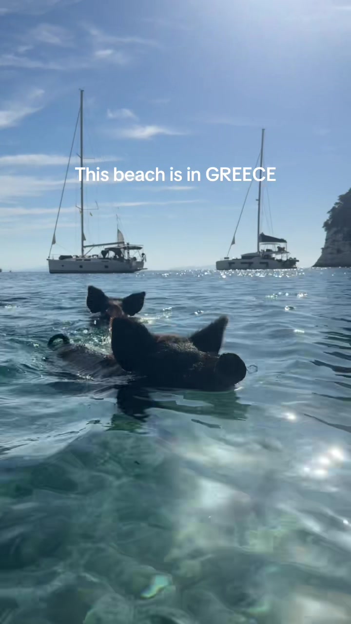 @Olivka pig