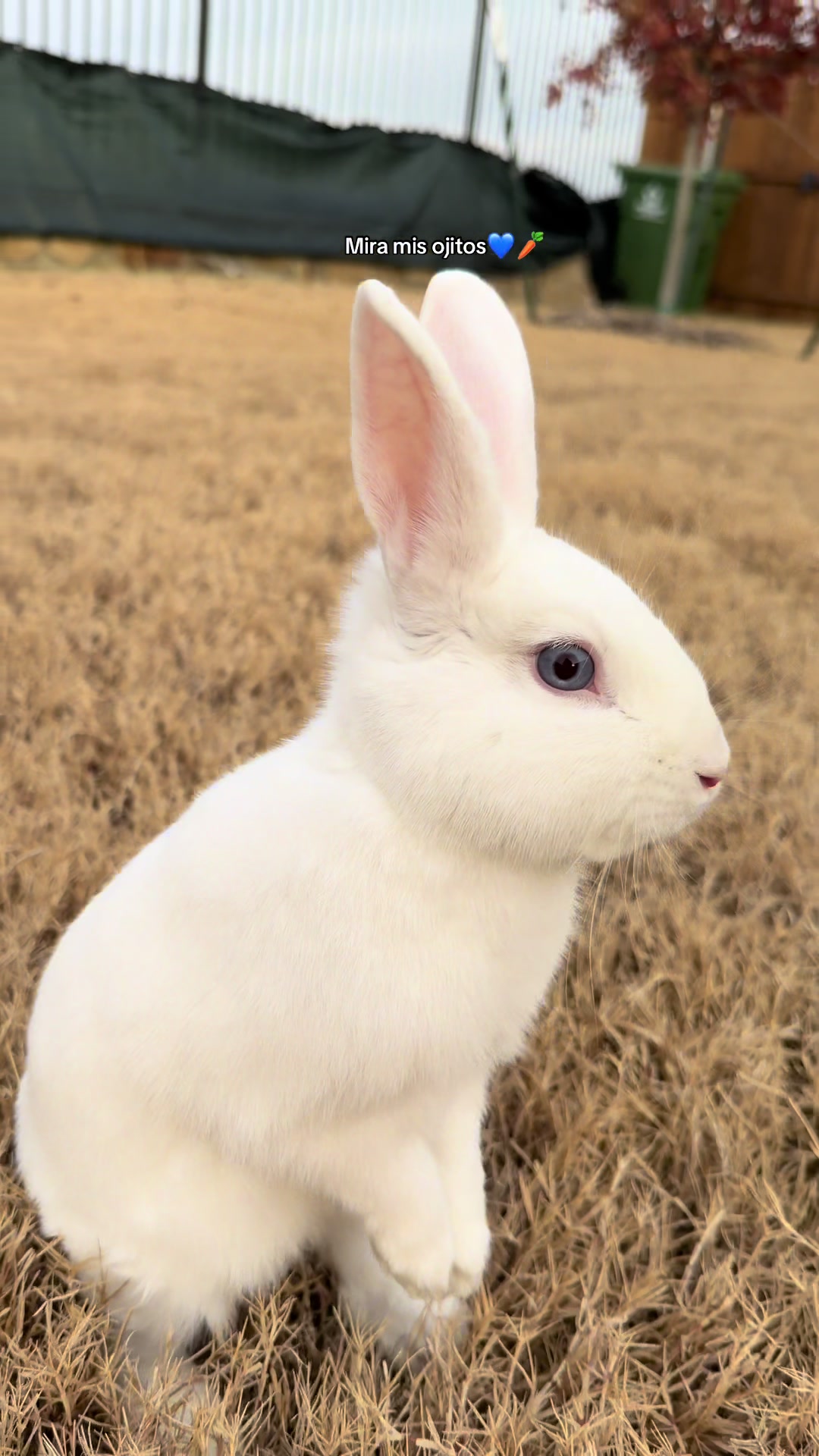 @SoyBambi🐰🥕