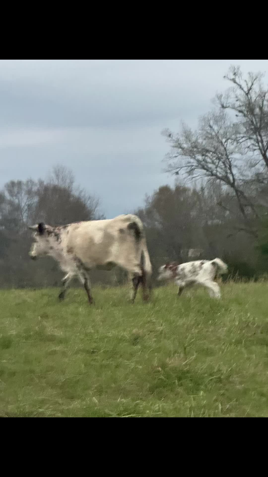 @Flat Rock Cattle Co
