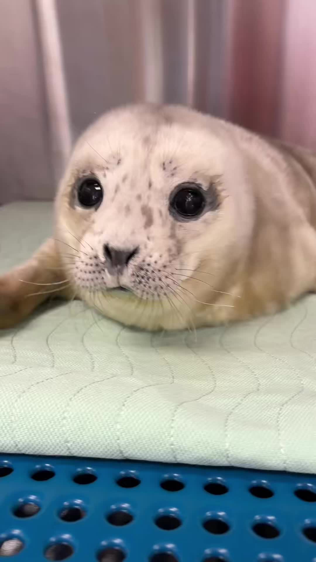 @Marine Mammal Rescue Society
