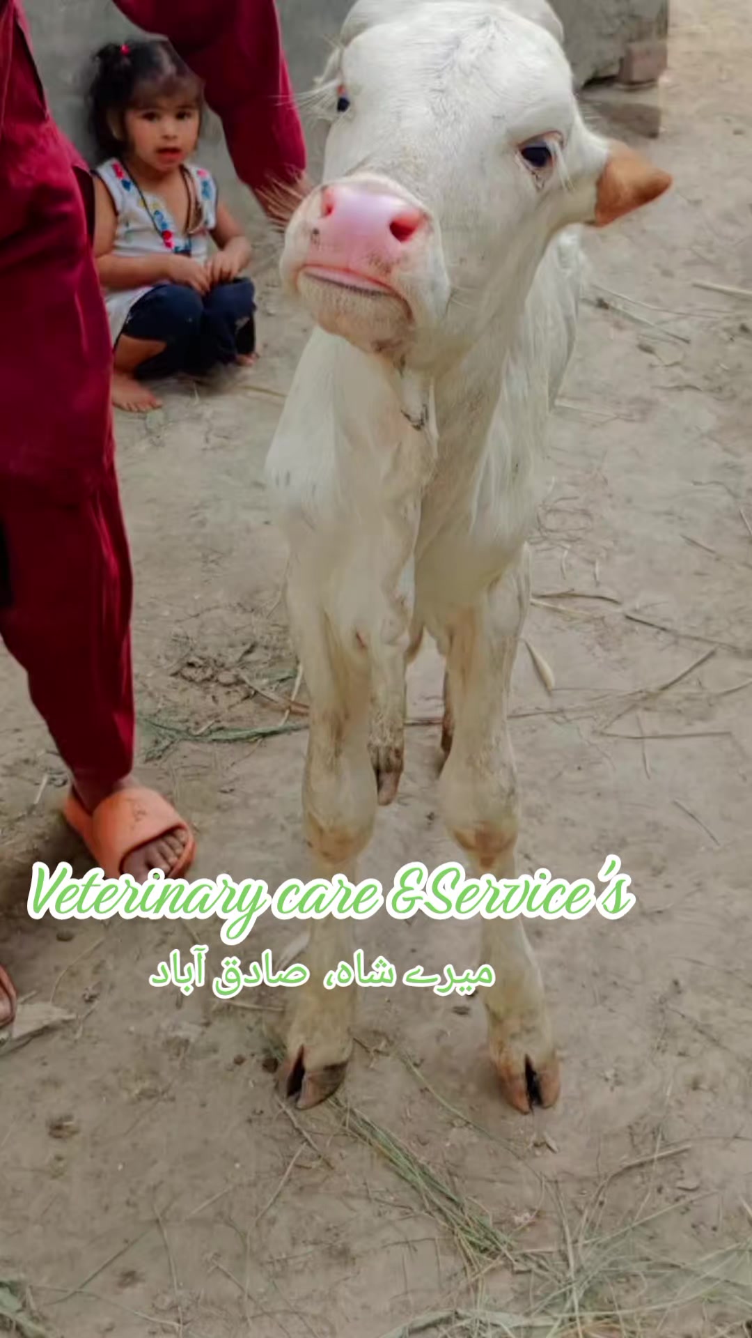 @ویٹرنری کیئر اینڈ سروسز