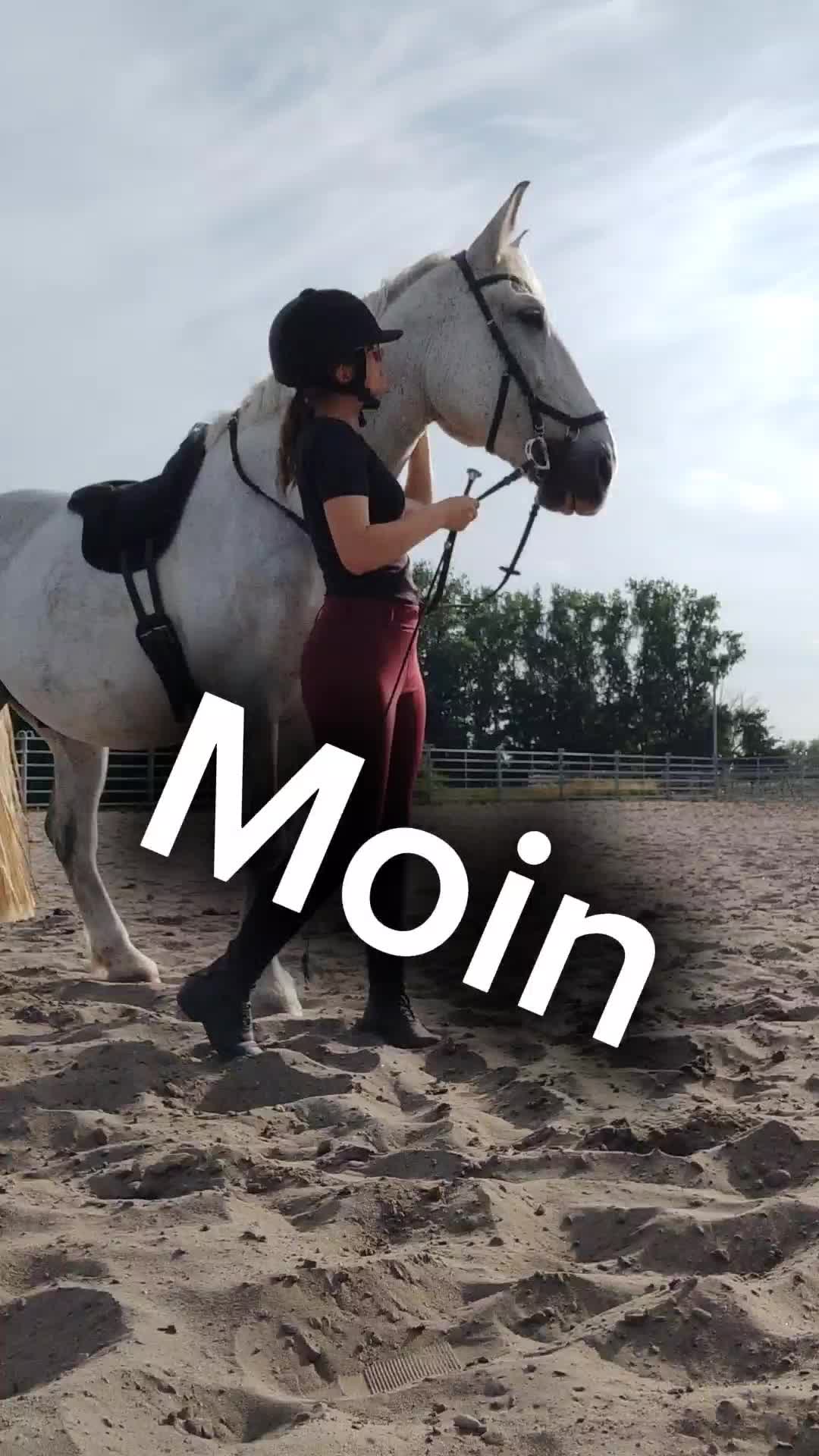 @Horses 🫶🌺