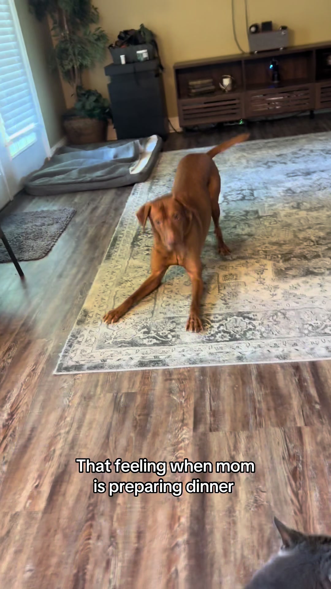 @Tycho the vizsla