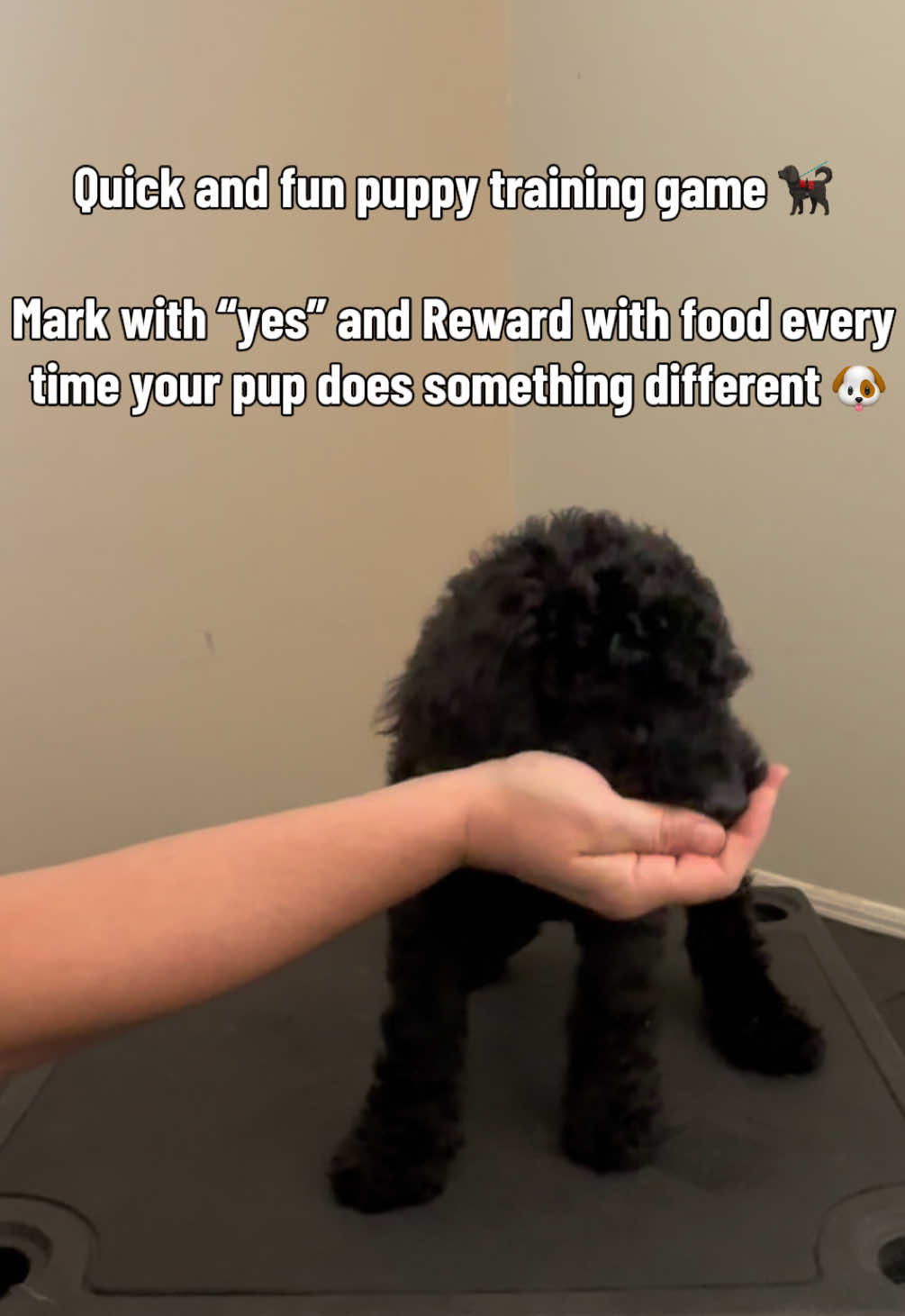 @AmandaT | Your Dog is COOL!