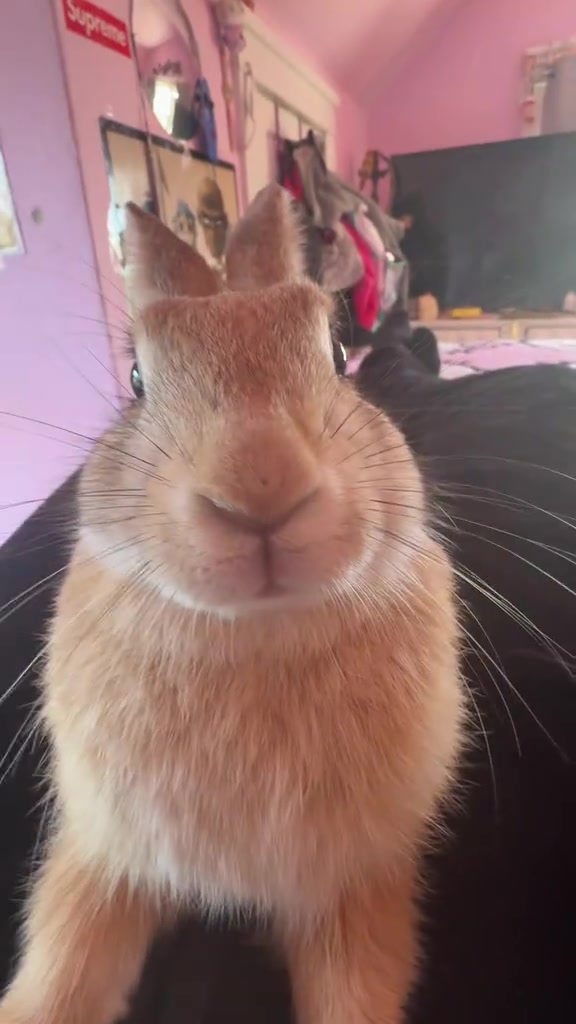@BUNNY BUNNY ๐ฐ ๐