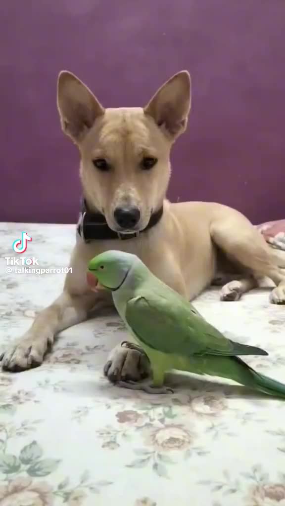 @Selami Pekmezci