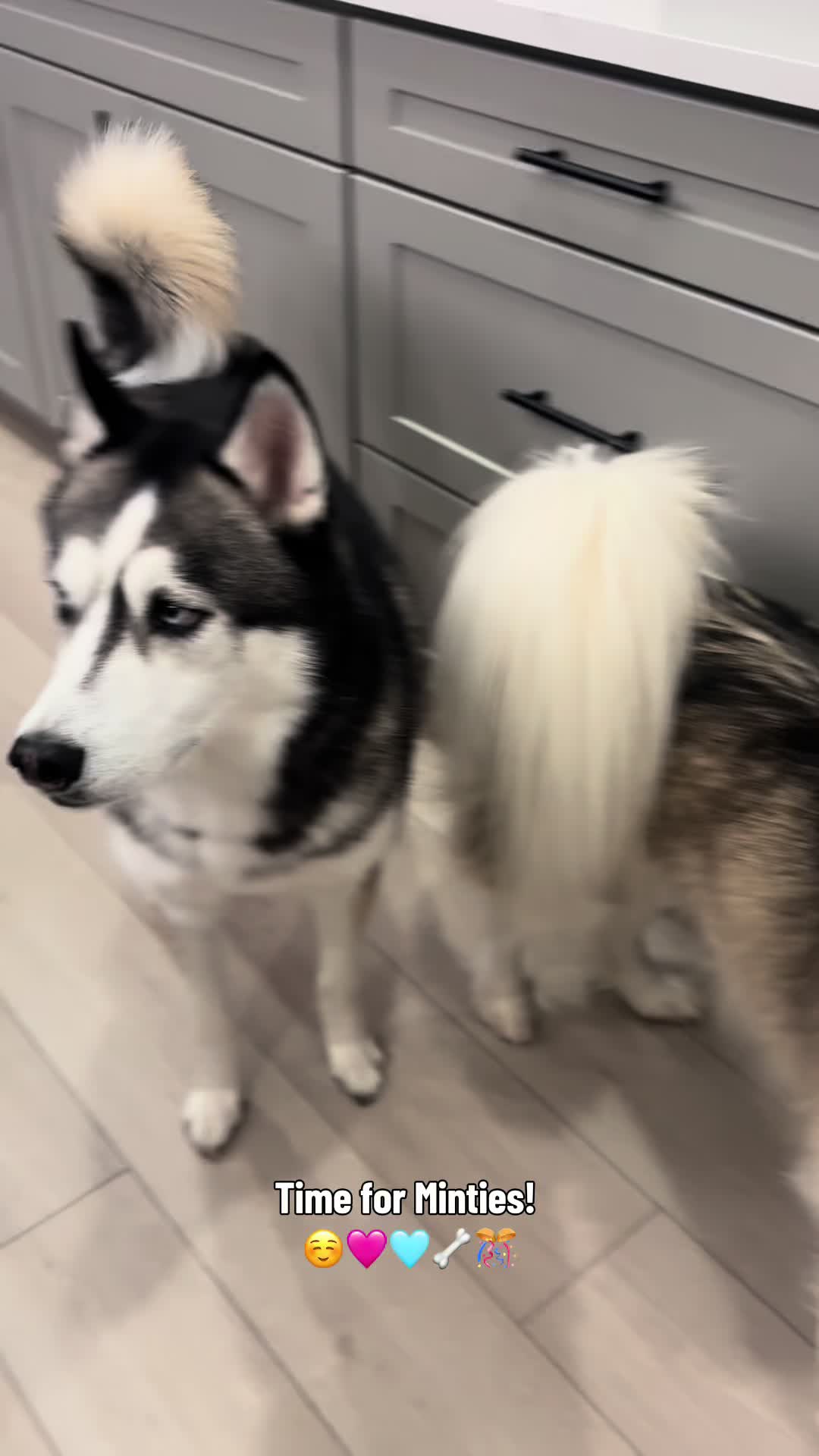 @lifewith2huskies