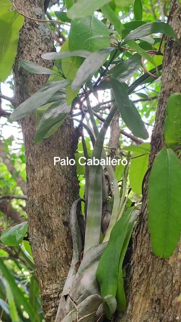 @SaguaLaGrandeTierradeCongo