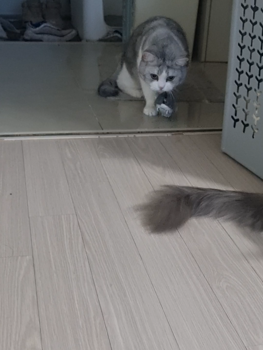 @고여사또치