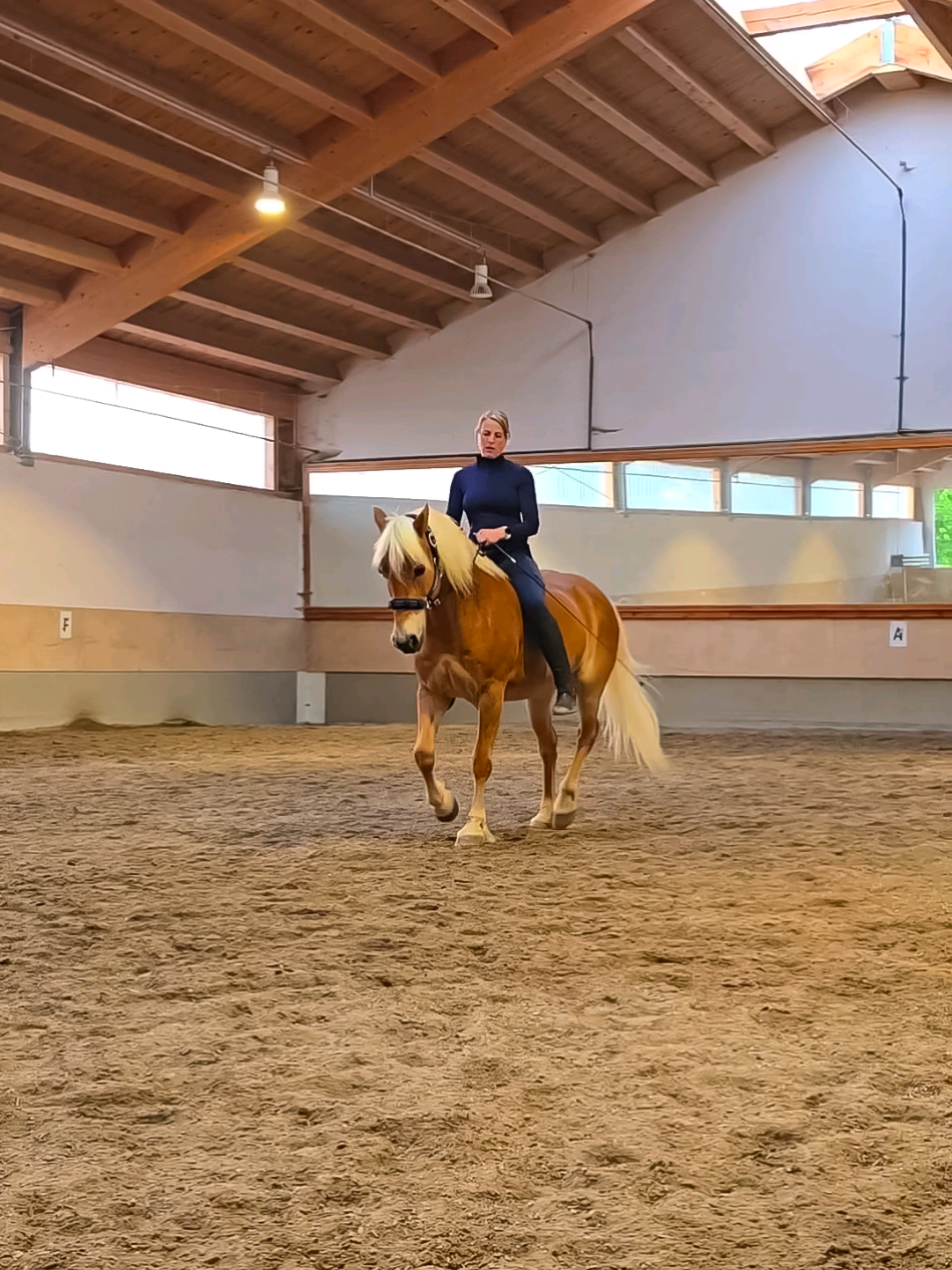 @Dreamhorse_Edelbluthaflinger