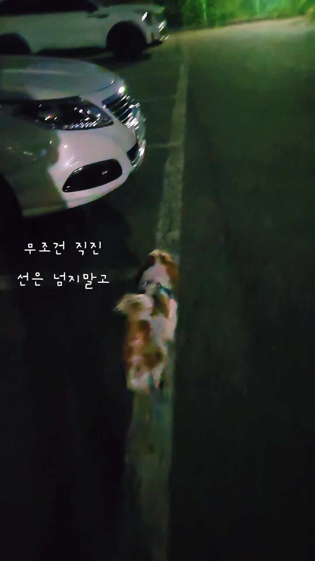 @머루는 시츄