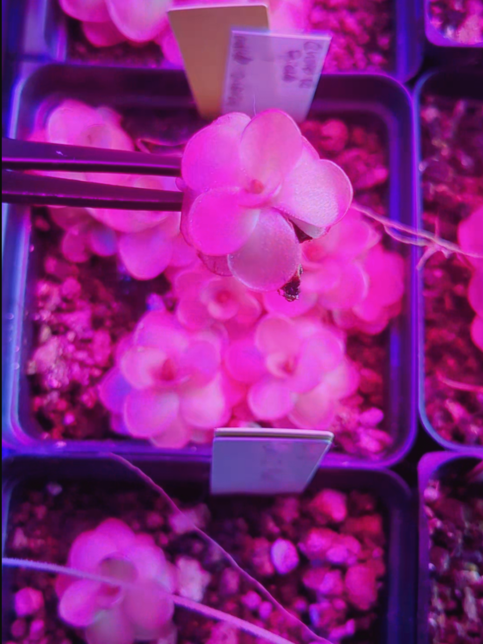 @bramblesbotanicals