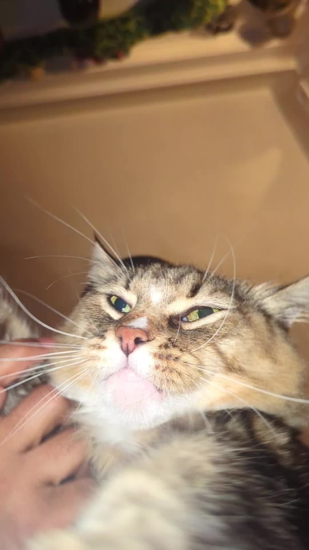 @Harry Styles the cat 😺😺