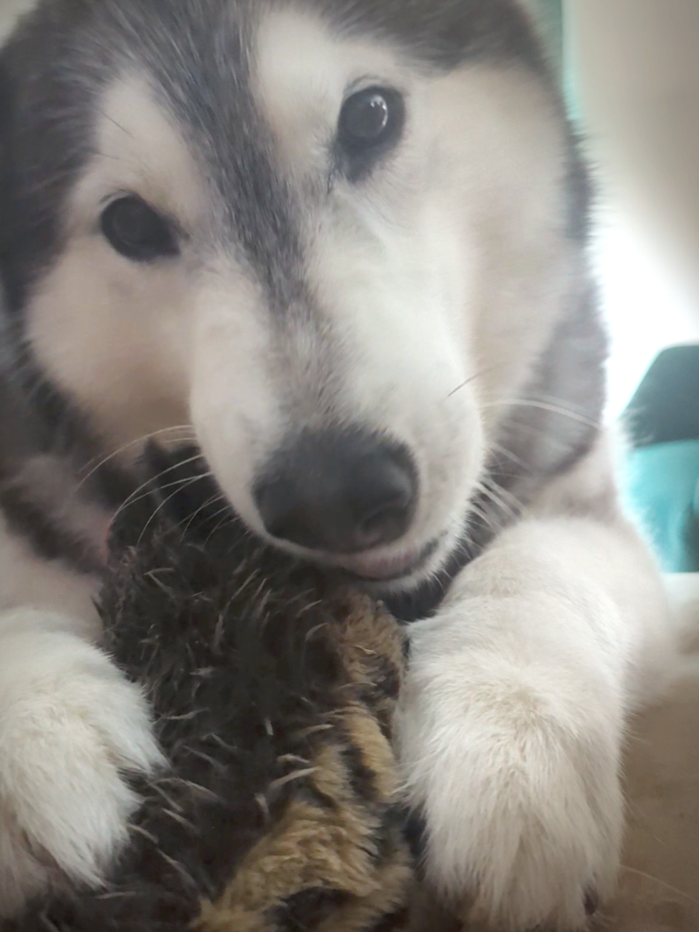 @Freya & Kuma
