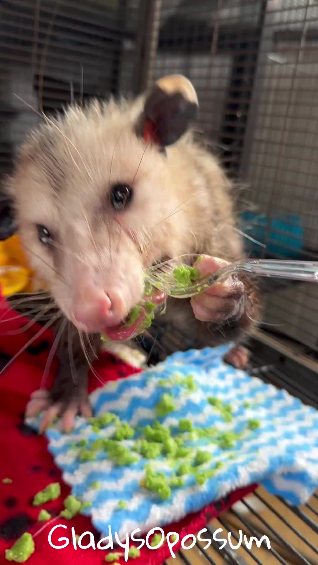@GladysOpossum