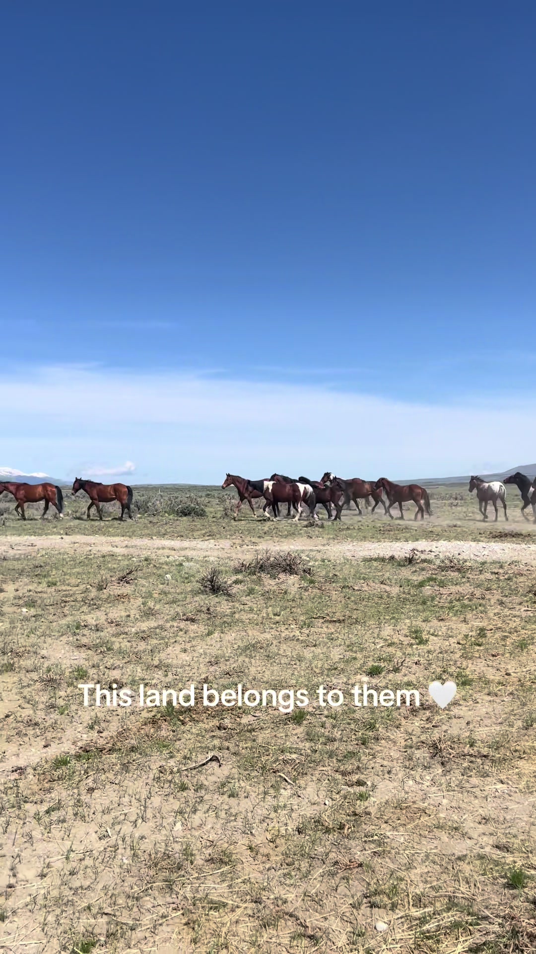 @RewildingAmericaNow