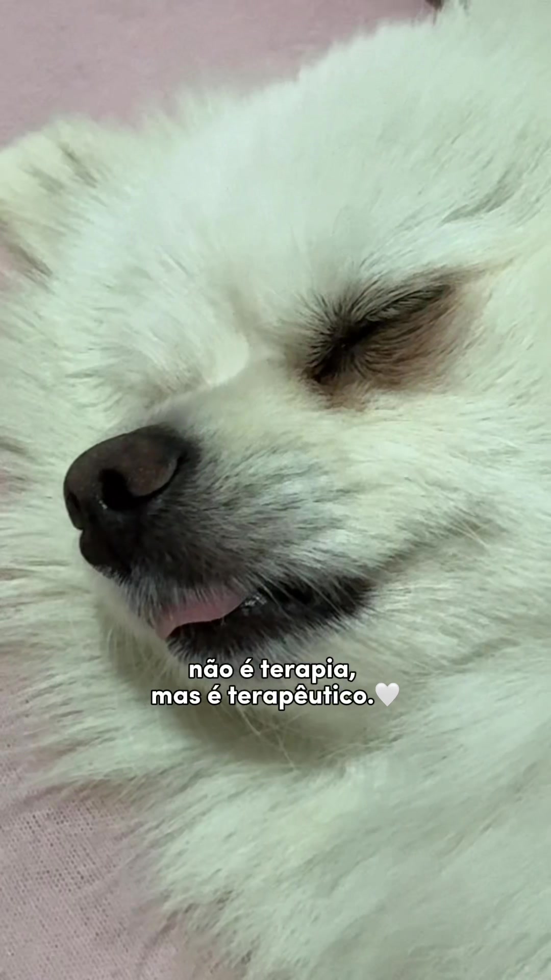 @Tai 🦊
