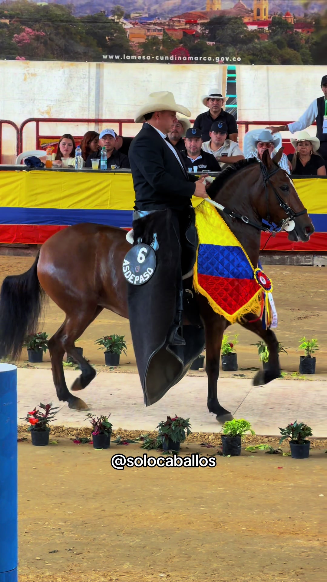 @Solo Caballos