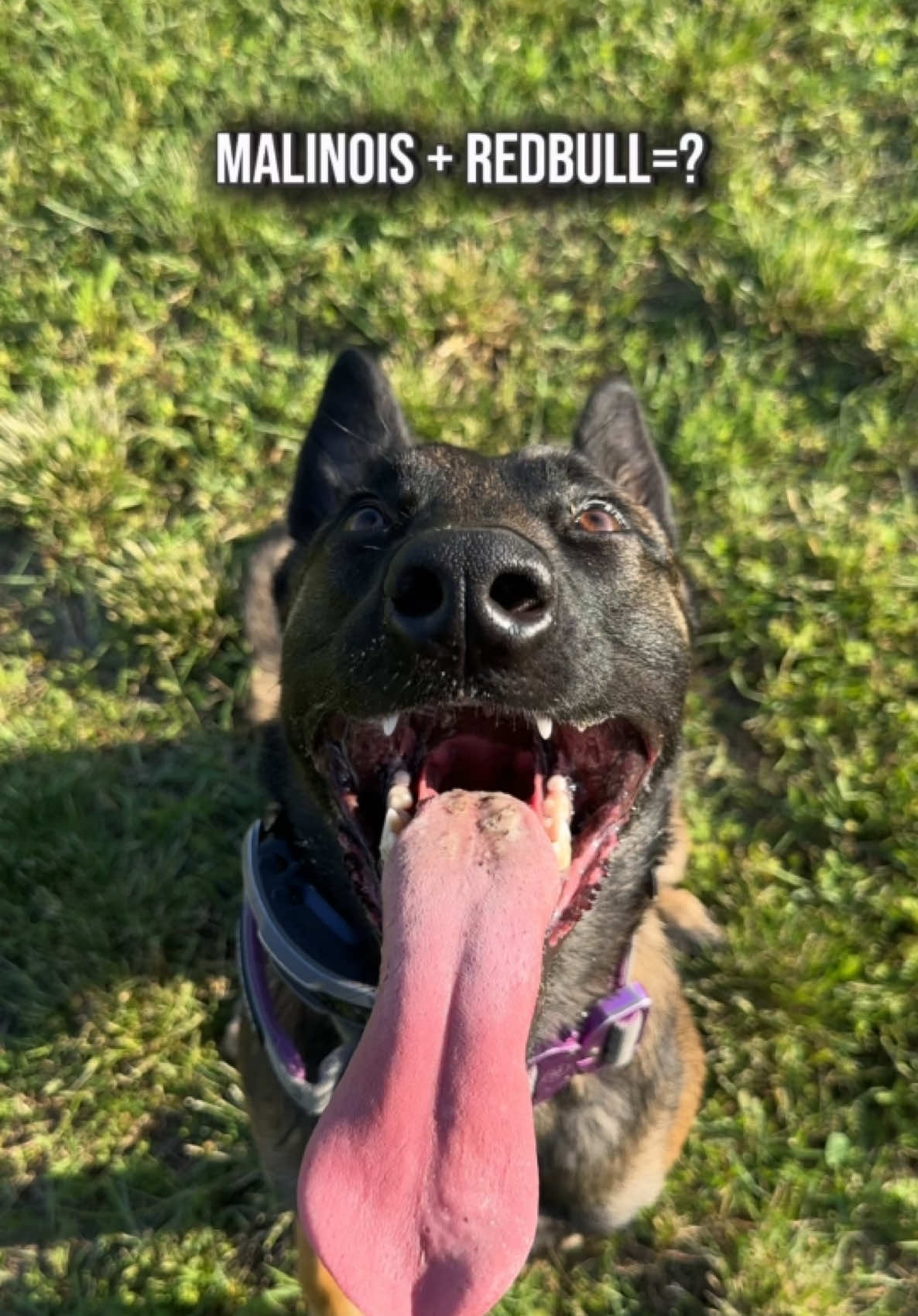 @malinois_edition