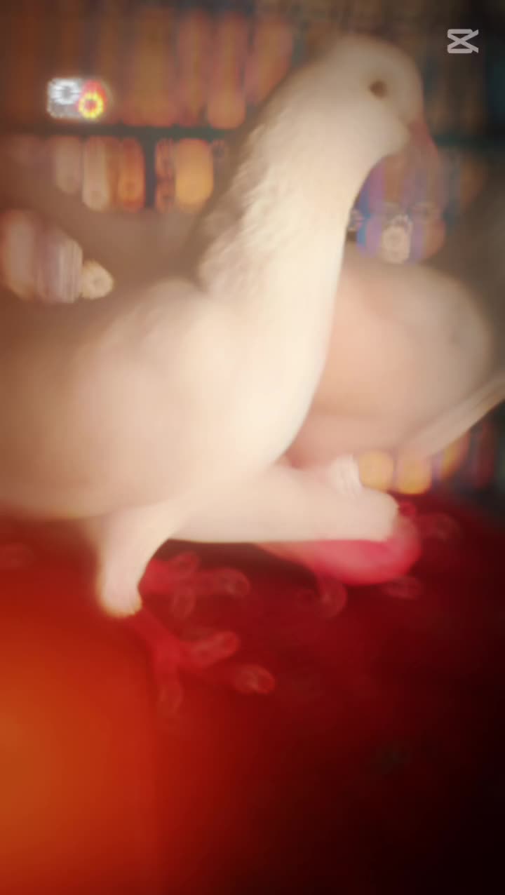 @JAGIRANI