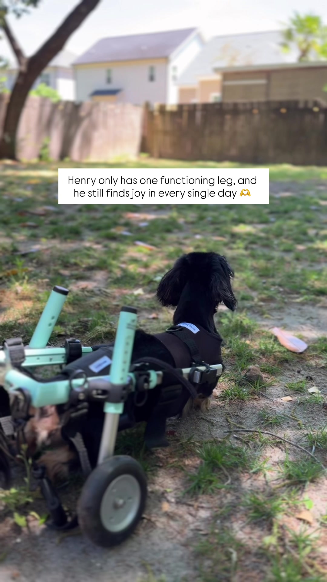@Henry the mini dachshund