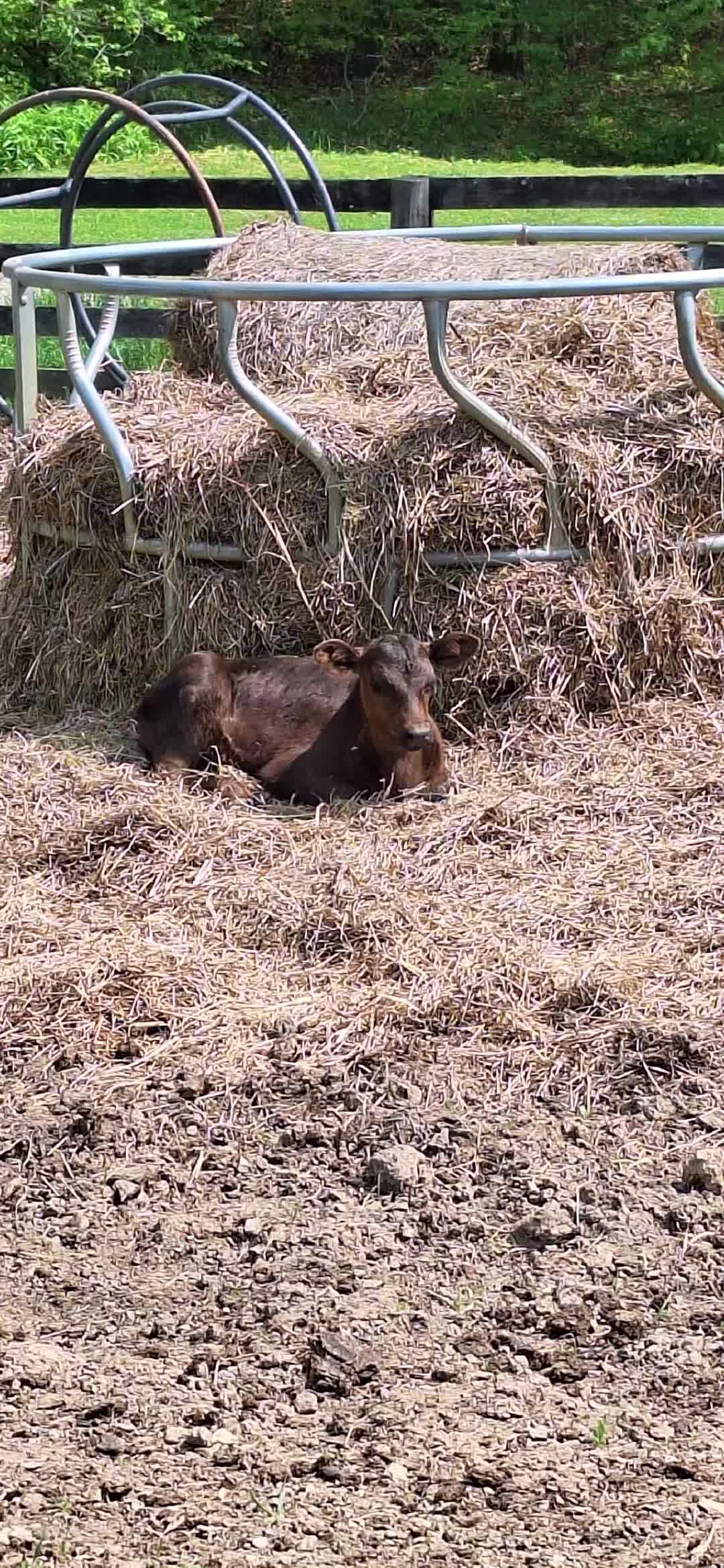 @Grand_Hill_Farm