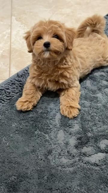 @Maltipoo Puppy Place
